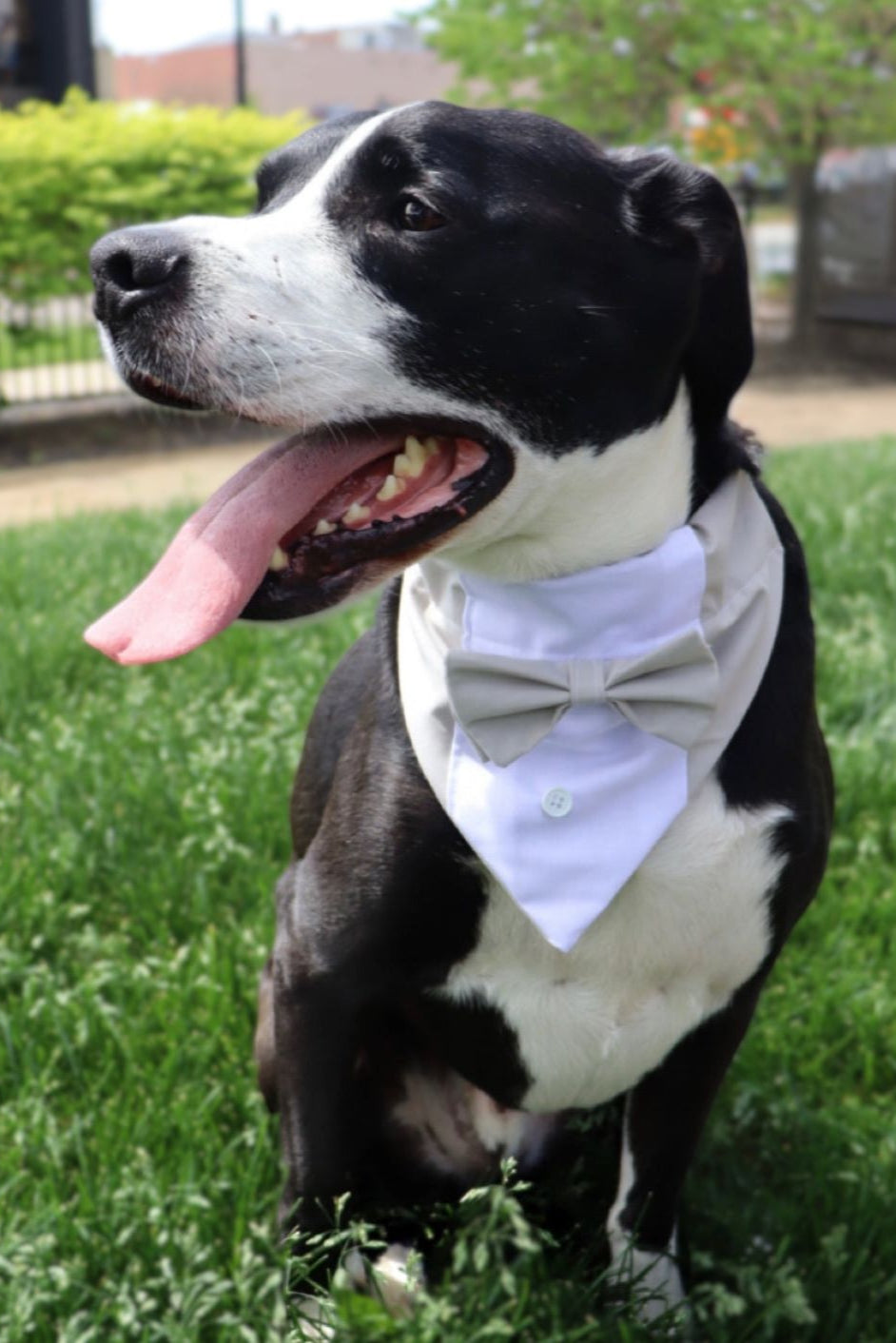 Grey Tuxedo Collar Bandana