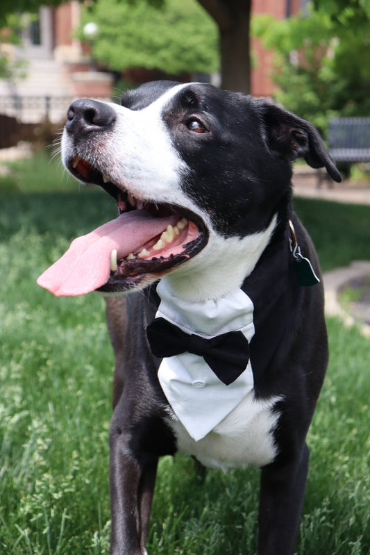 Black Tuxedo Collar Bandana